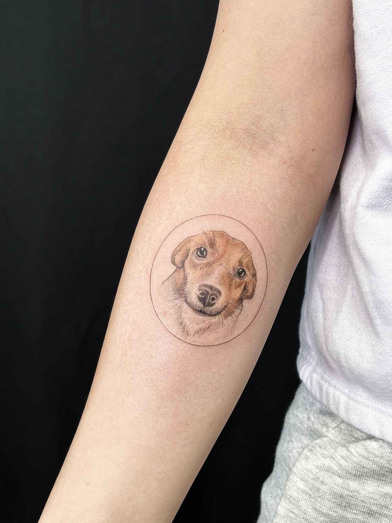 Fine line color dog portrait forearm tattoo inside a thin circle by On Point Fine Line Tattoo Studio, Woodridge IL